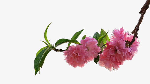 桃花免抠