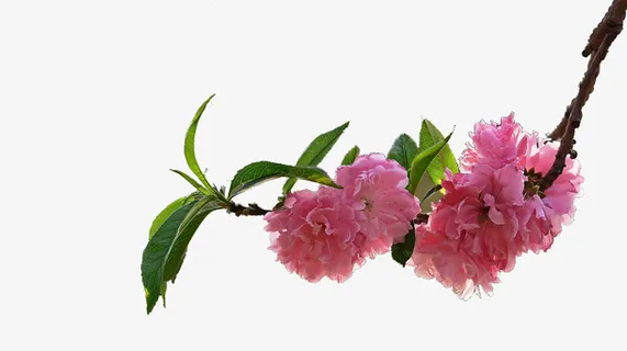 桃花免抠 桃花免抠