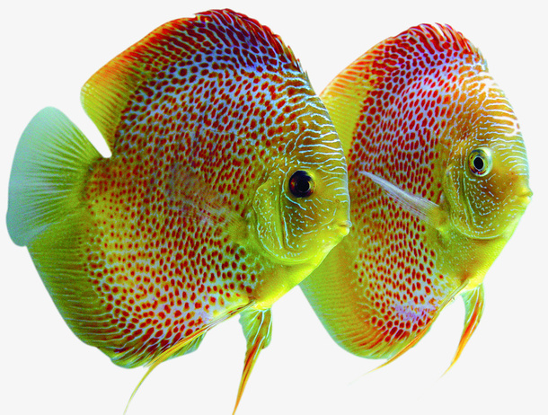 两条观赏鱼免抠