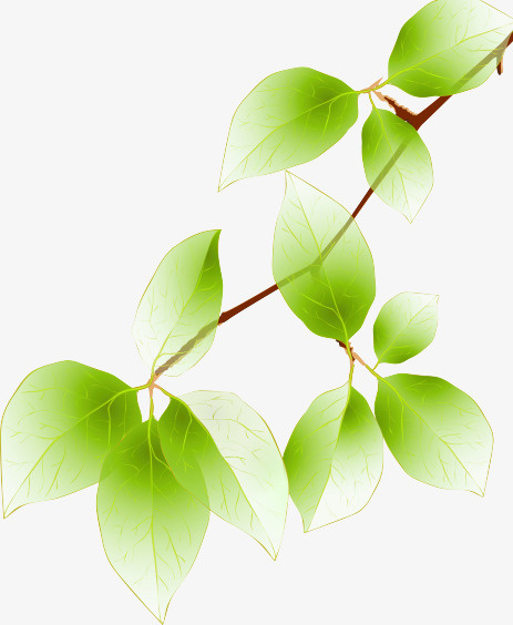叶子免抠