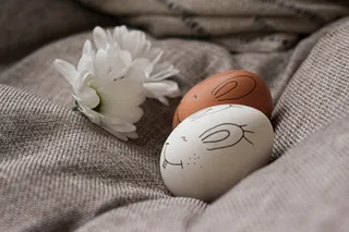 柔软  菊花   鸡蛋高清