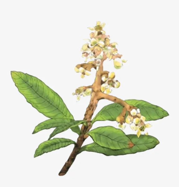 枇杷花矢量图素材免抠