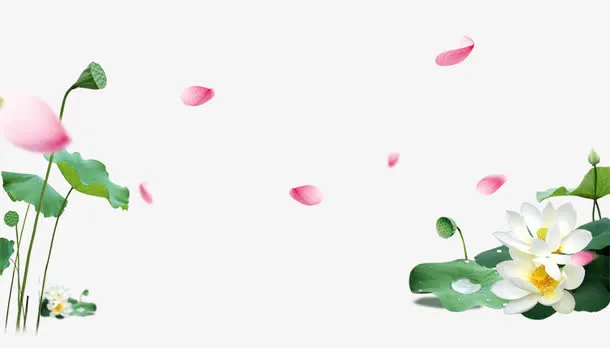 荷花漂浮花瓣免抠