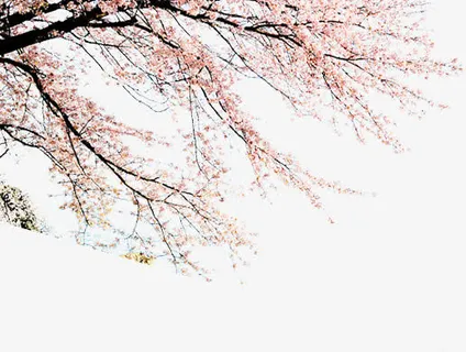 樱花树免抠
