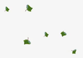 漂浮树叶免抠