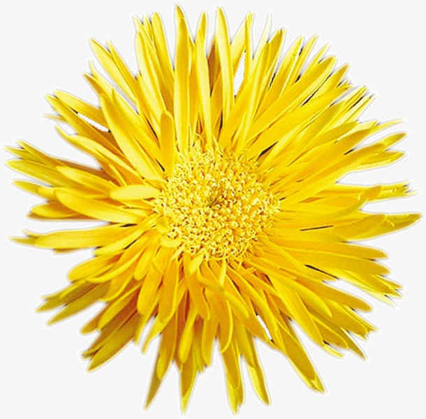 盛开的菊花免抠