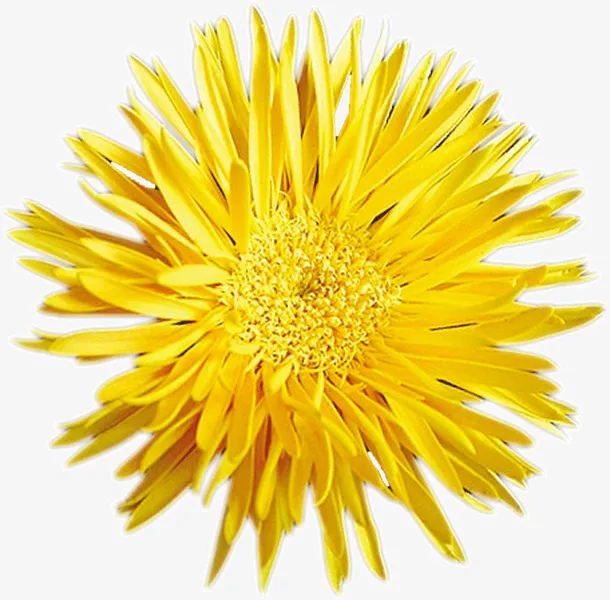 盛开的菊花免抠