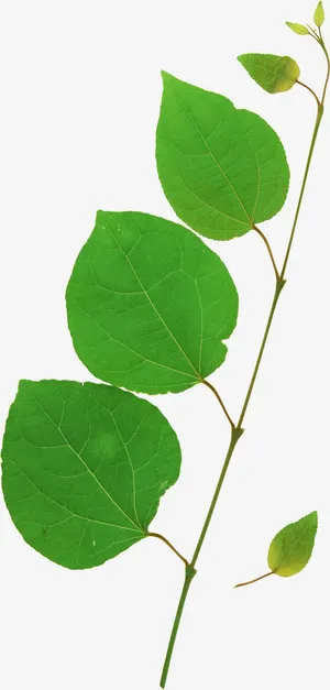 蝴蝶结矢量素材 树枝免抠