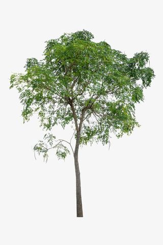 茂盛的树木免抠