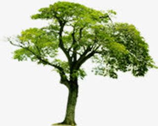 绿色树枝唯美春天免抠