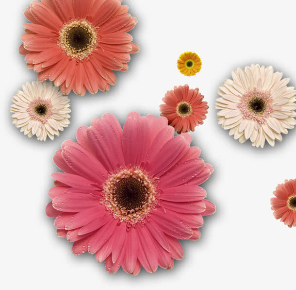 雏菊花卉淘宝促销海报免抠