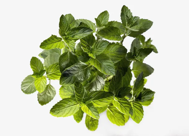 一丛绿色的枝叶免抠