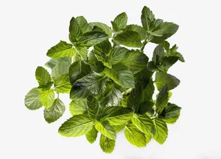 一丛绿色的枝叶免抠