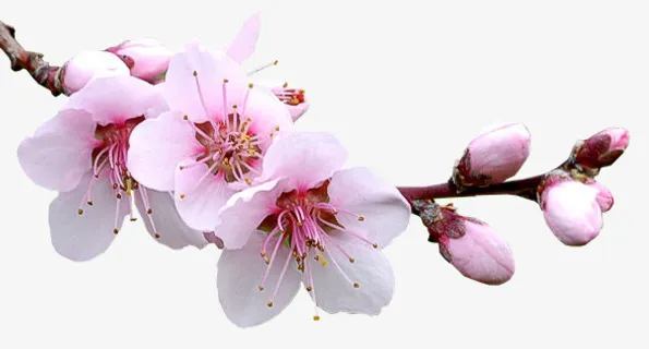 粉红色梅花免抠
