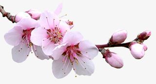 粉红色梅花免抠