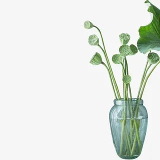 荷叶 荷花 夏天 春天免抠