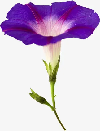 花朵 鲜花免抠