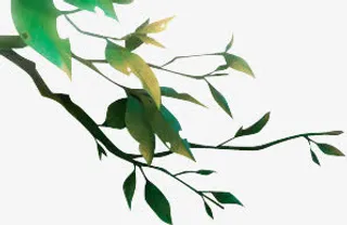 绿色枝叶免抠