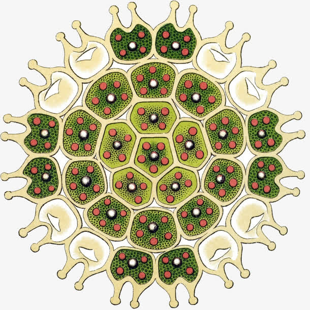 藻类细胞特写插画免抠
