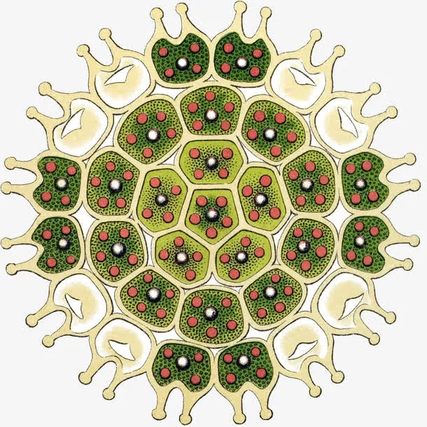 藻类细胞特写插画免抠