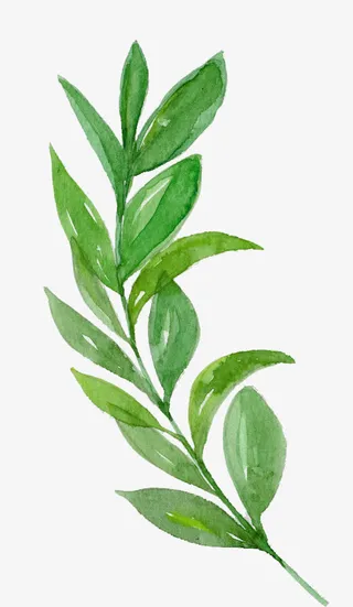 手绘绿叶免抠