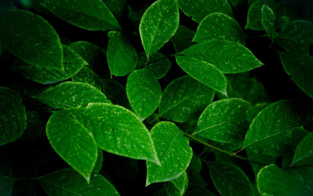 绿色植物绿叶高清素材免抠