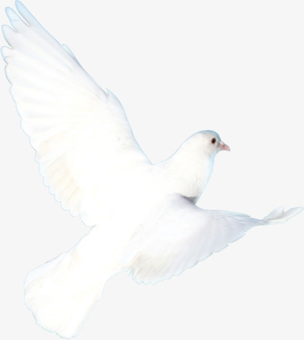 白色卡通飞翔白鸽免抠