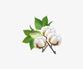 绿叶白色小花免抠
