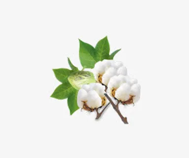 绿叶白色小花免抠