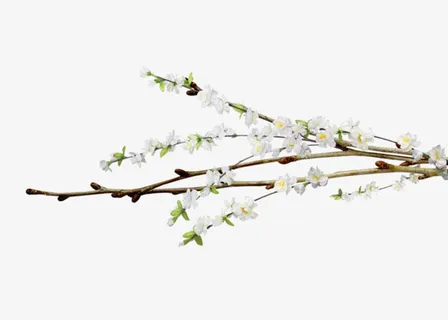 一支梨花免扣素材免抠