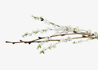 一支梨花免扣素材免抠