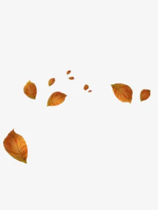 落叶免抠