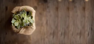 多肉植物背景图高清