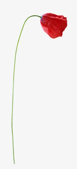 虞美人 红色玫瑰花 PNG免抠