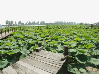 荷塘栈桥图片免抠