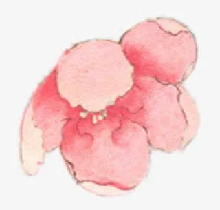 粉红桃花花朵装饰免抠