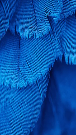 毛绒纹理H5背景高清