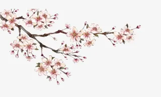 手绘水粉梅花免抠