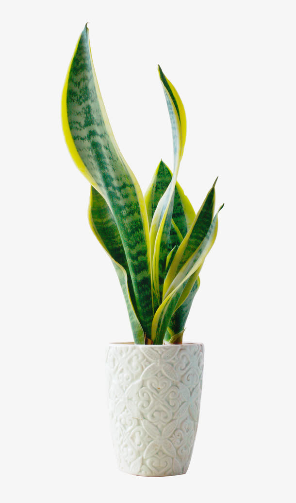 夏日植物绿色渐变质感叶子免抠