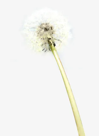 春天清新蒲公英装饰种子免抠