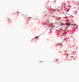 春天清新玉兰花装饰免抠