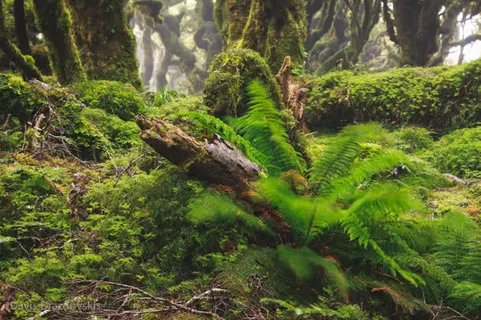 歪倒的树林苔藓海报背景