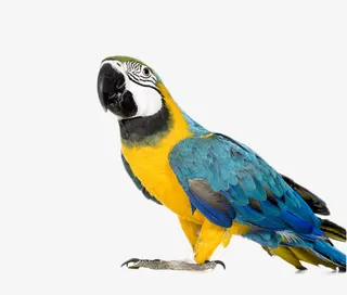 彩色的鹦鹉素材图片免抠