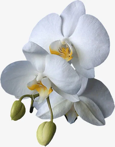 白色蝴蝶兰免抠