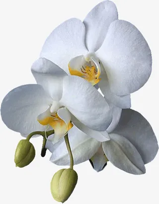 白色蝴蝶兰免抠