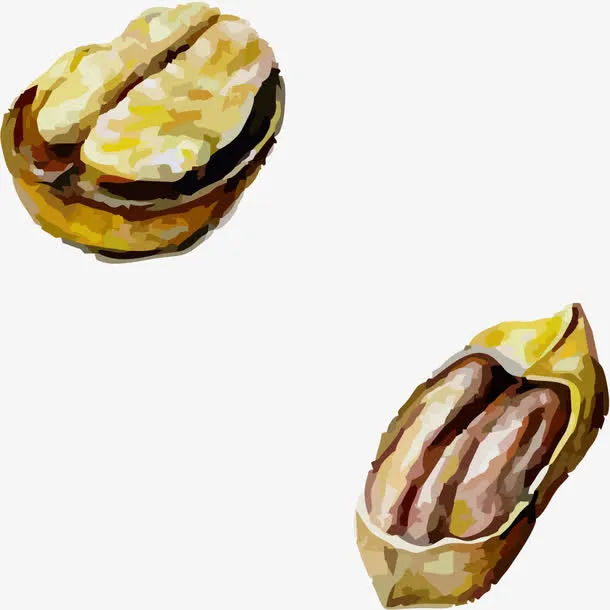 手绘碧根果免抠