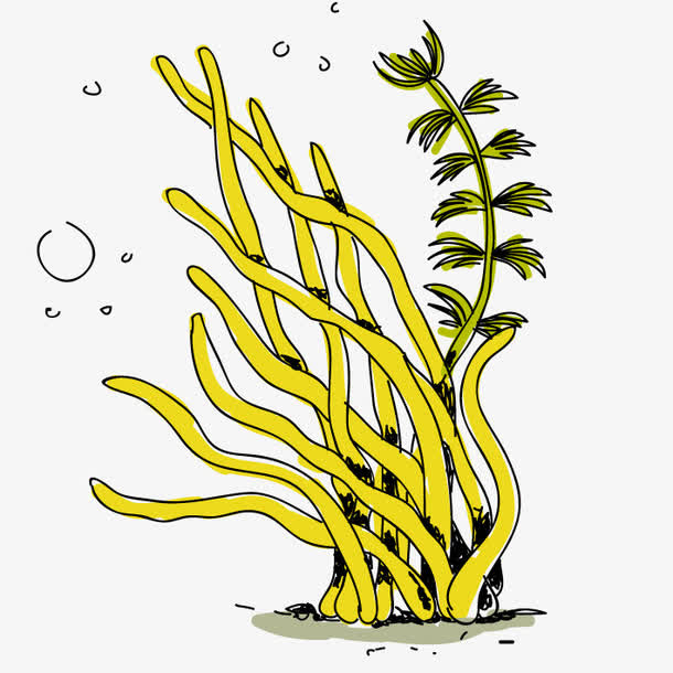 海藻手绘免抠