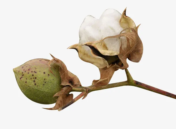 精梳棉一枝图片素材免抠