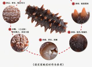 海参详情页图免抠