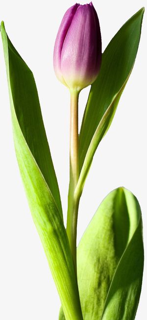 春天绿色粉色郁金香免抠